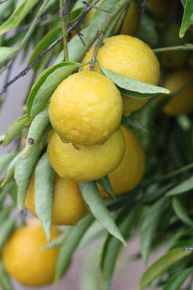              Fruit (Riverside, CA)       